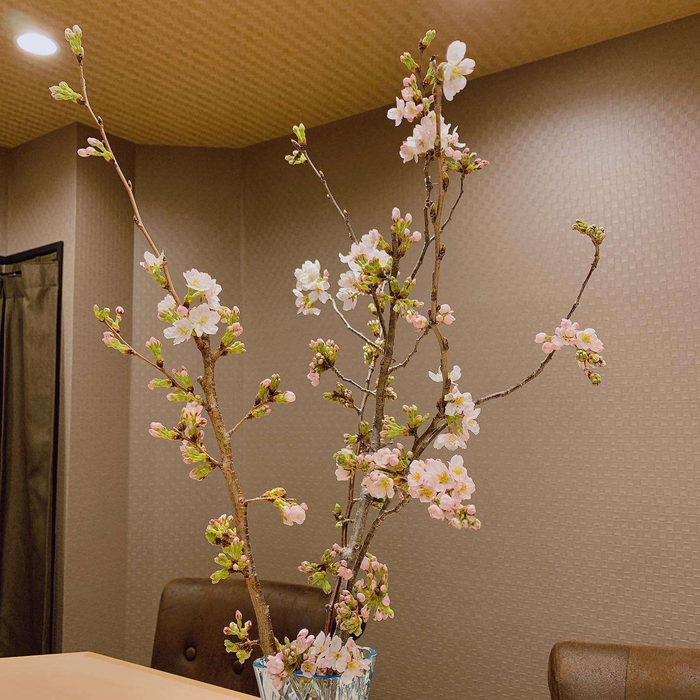 店内の桜が‼️福島区の和食・日本酒・会食・接待なら|しゅん須佐見